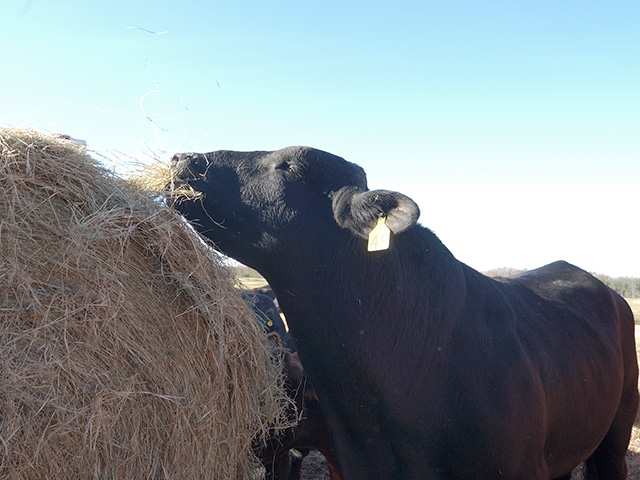 Giving cattle free access to hay bales wastes hay and money. Bale feeders can pay for themselves many times over with the amount of hay they save. (DTN/The Progressive Farmer photo by Joe Link)